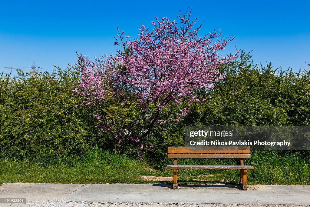 Lonely bench at park