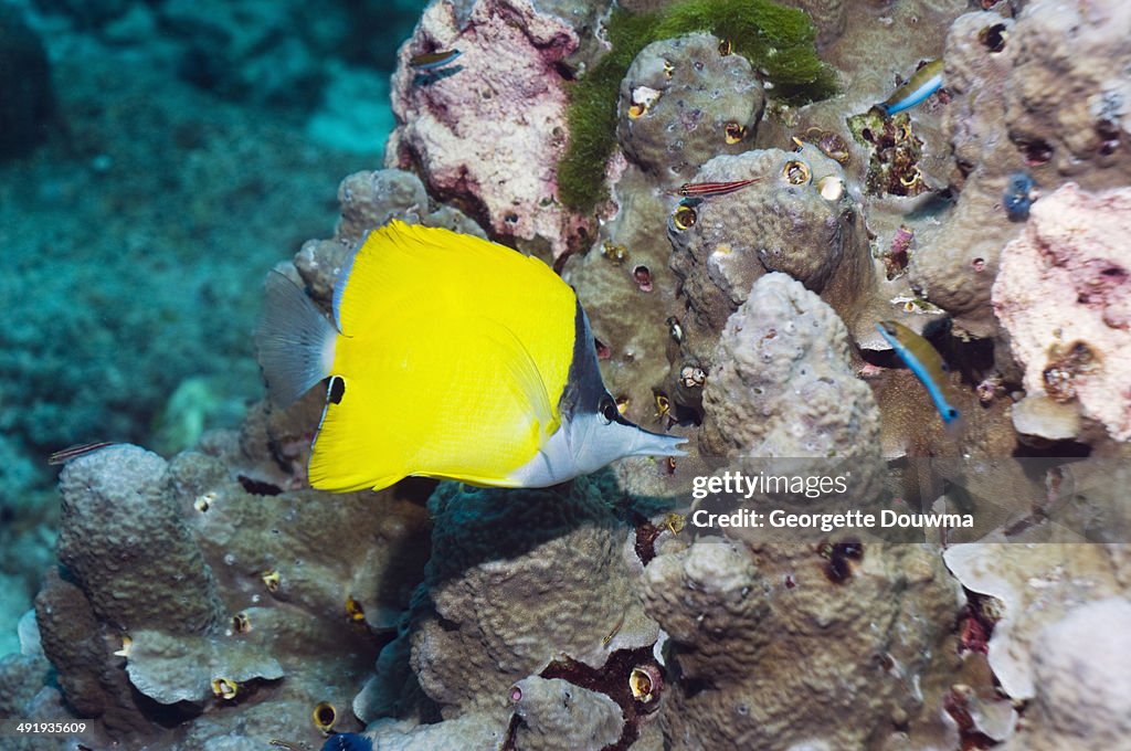 Long-nosed butterflyfish