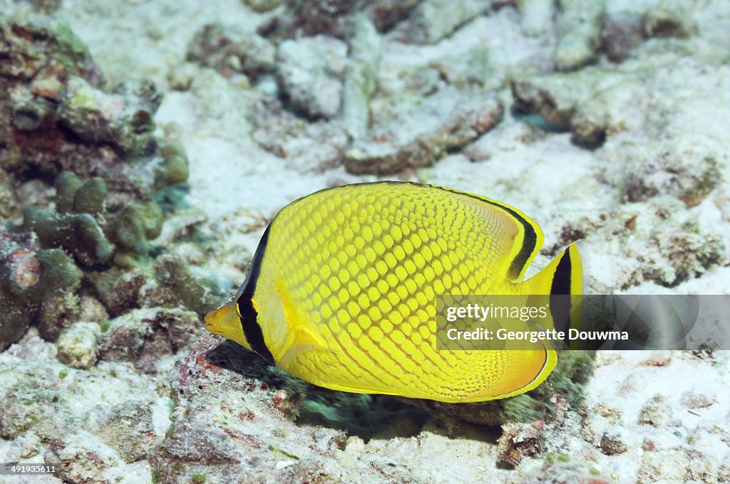 Latticed butterflyfish