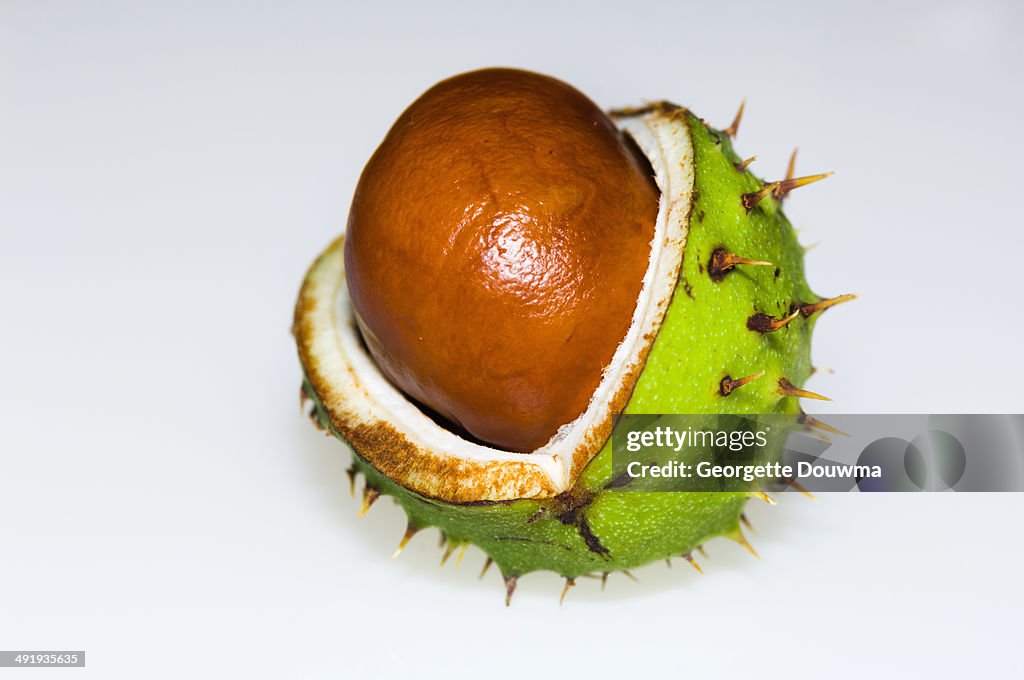 Chestnut