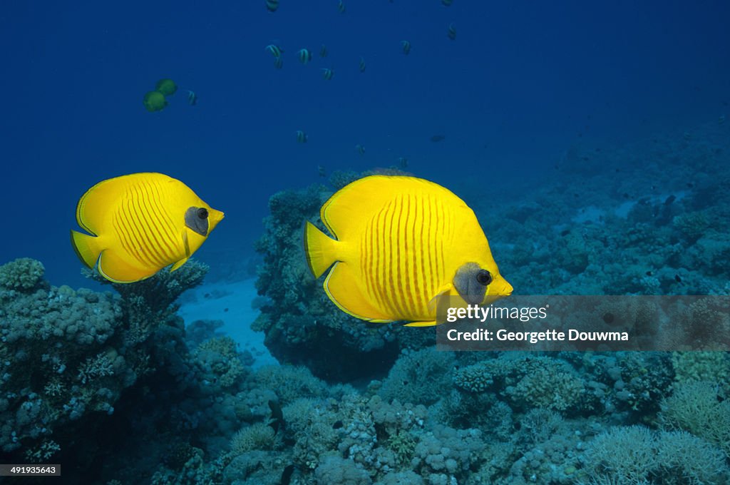 Golden butterflyfish