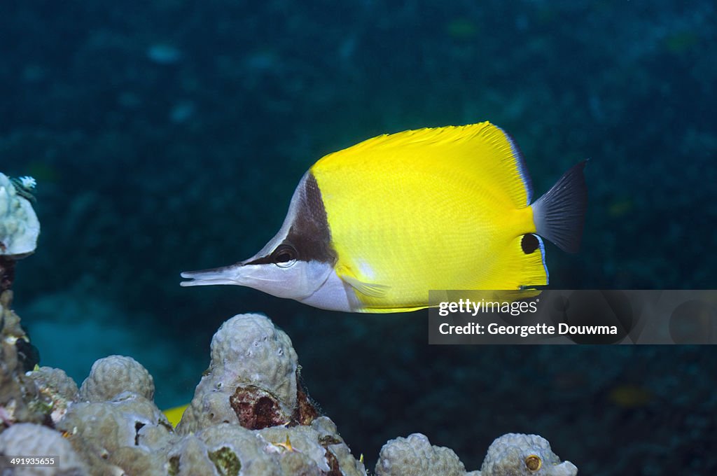 Long-nosed butterflyfish