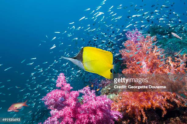 long-nosed butterflyfish - long nosed butterflyfish bildbanksfoton och bilder