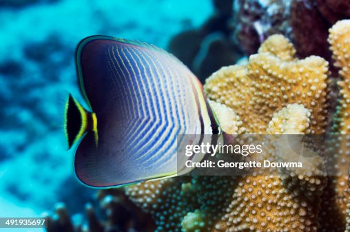 Eastern Triangle Butterflyfish High-Res Stock Photo - Getty Images