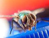 Greenbottle fly macro - Calliphoridae