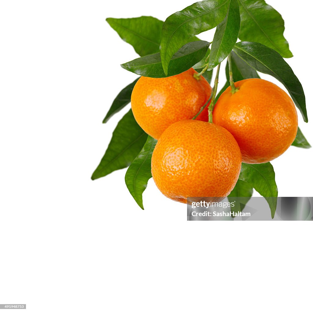 Branch of tangerines on a white background