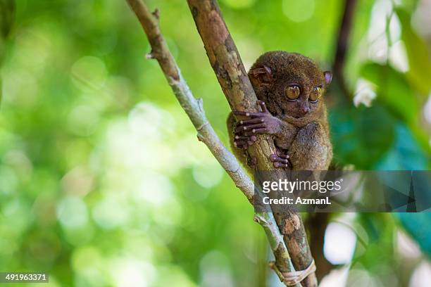 tarsier monkey - bohol stock pictures, royalty-free photos & images