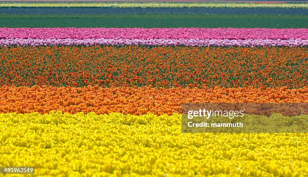 tulip fields in the netherlands - plant bulb stock pictures, royalty-free photos & images