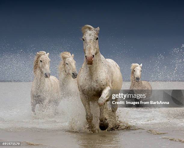 white horses of the camargue on a stormy day - quattro animali foto e immagini stock