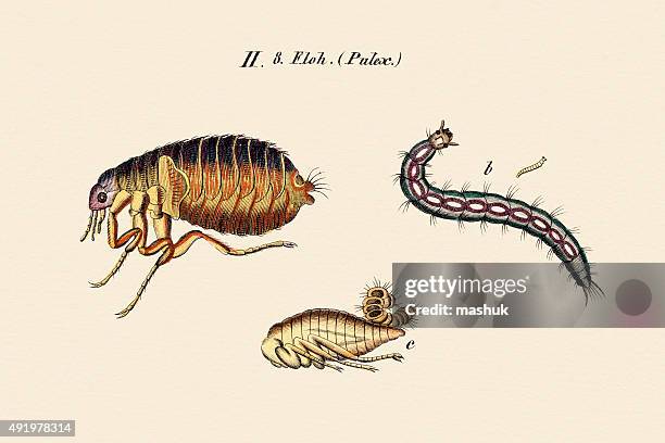 fleas, 19 century science illustration - cocoon animal stage stock illustrations