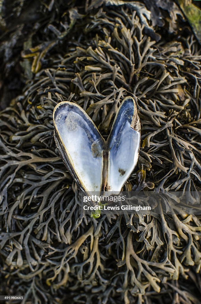 Love Mussel