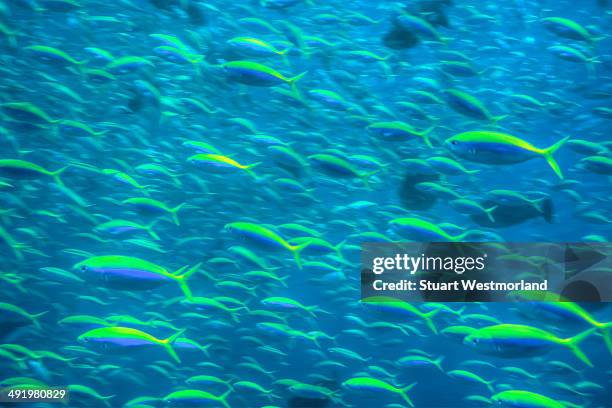 schooling fish - yellowback fusilier bildbanksfoton och bilder