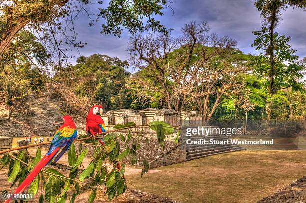 macaws at copan - guacamayo fotografías e imágenes de stock