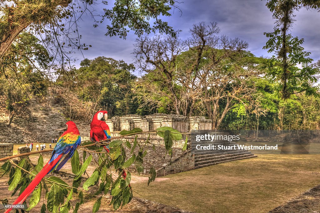 Macaws at Copan