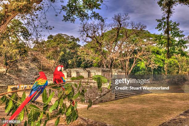 macaws at copan - honduras stock pictures, royalty-free photos & images