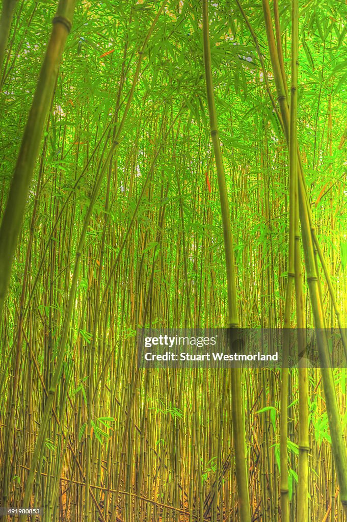 Bamboo forest