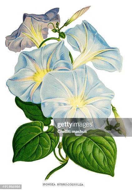 morning glories flowers 19 century - morning glory stock illustrations