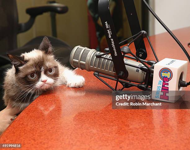 Grumpy Cat High Grumpy Cat Photos and Premium High Res Pictures - Getty Images