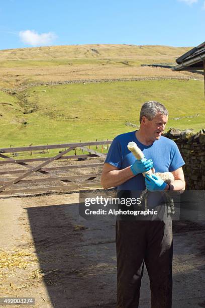 sheep farmer feeding lamb - 哺乳瓶 個照片及圖片檔