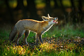 Red fox with open mouth and lick it self