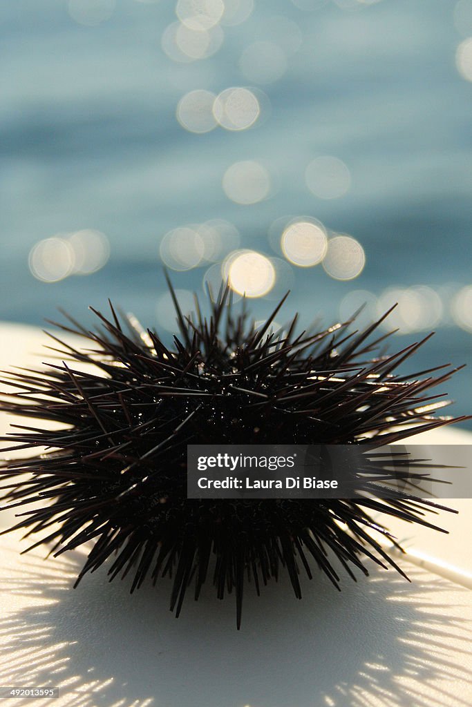 Sea urchin with sea backgound
