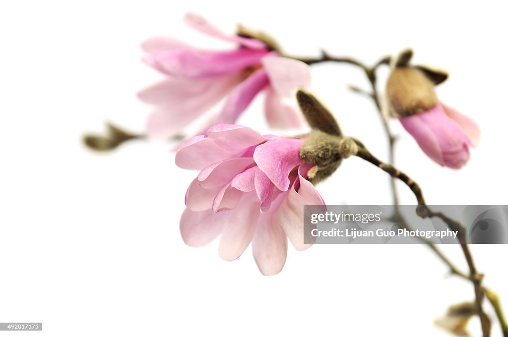 Pink magnolia flowers