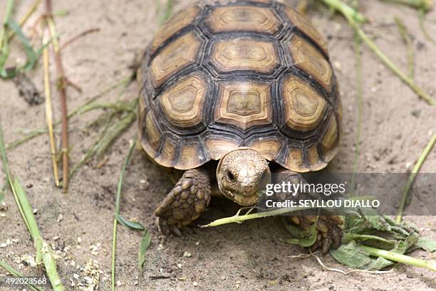 27 Tortues De Noflaye Photos and Premium High Res Pictures - Getty Images 27 Tortues De Noflaye Photos and Premium High Res Pictures - Getty Images