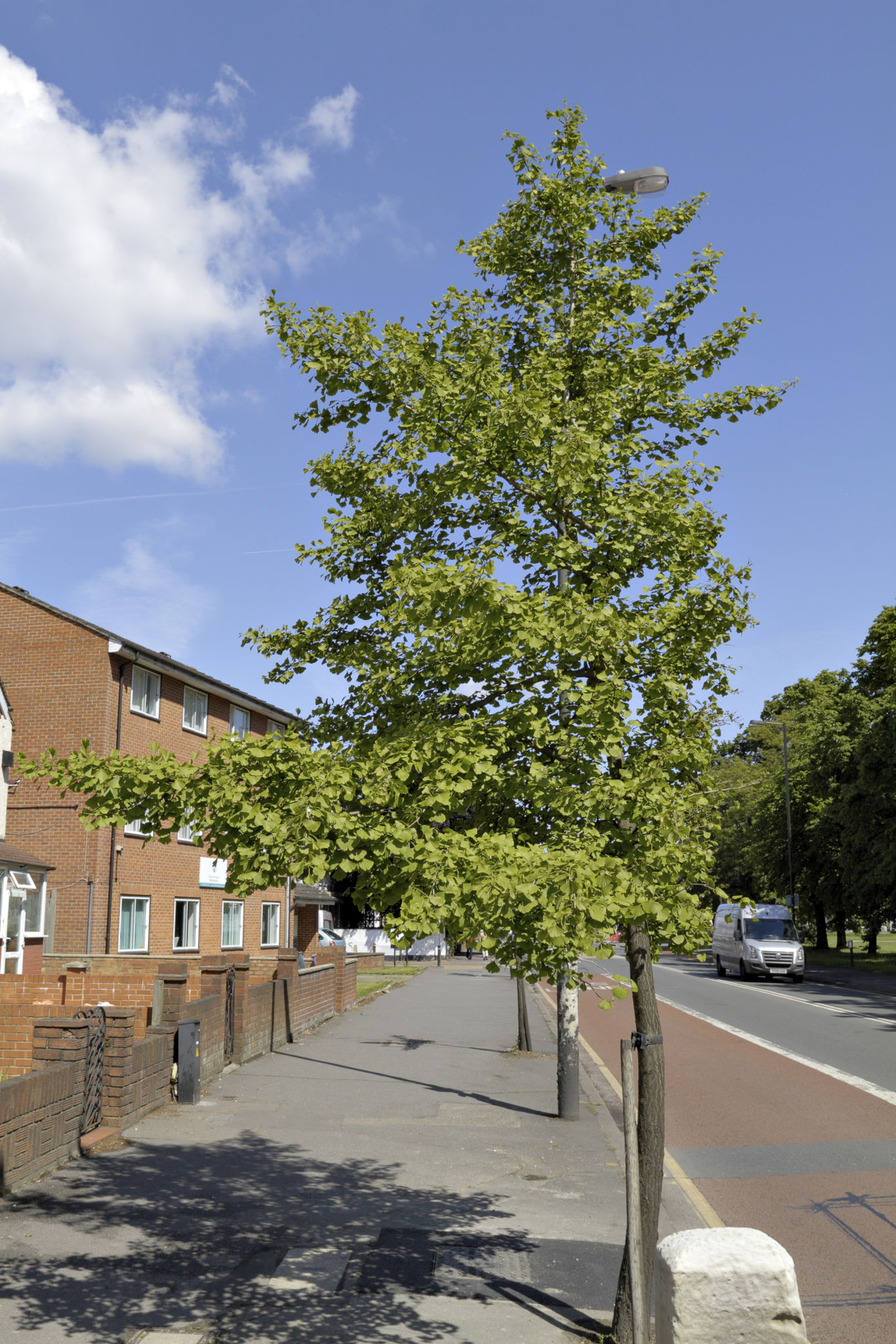 bedminster street