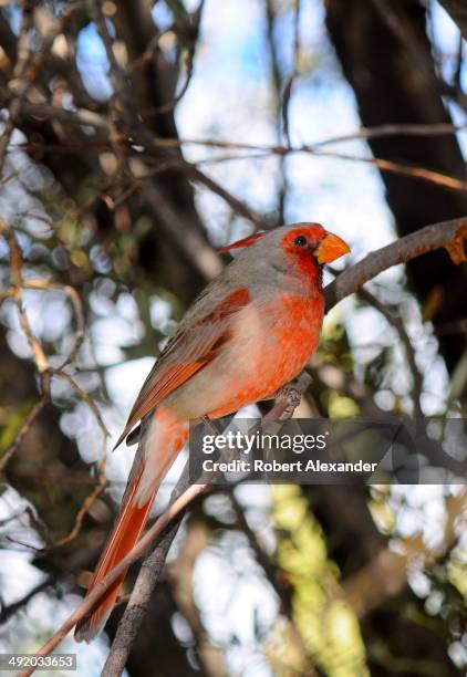 Pyrrhuloxia, sometimes called a Desert Cardinal, looks down at visitors in the Arizona-Sonora Desert Museum's aviary. The outdoor museum is in...