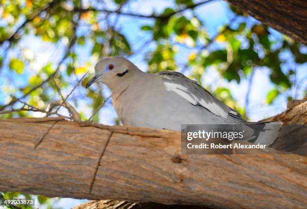 Mourning Dove looks down at visitors in the Arizona-Sonora Desert Museum's aviary. The outdoor museum is in Saguaro National Park near Tucson,...