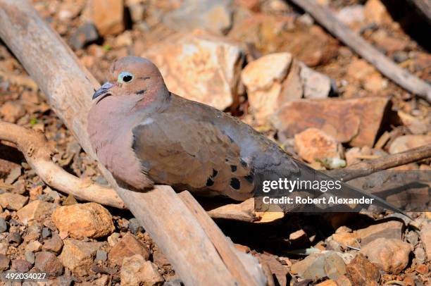 Mourning Dove rests inside an aviary at the Arizona-Sonora Desert Museum in Saguaro National Park near Tucson, Arizona.