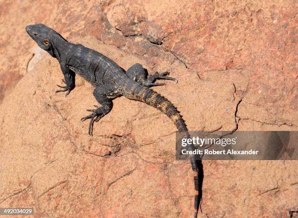 Cape Spiny-tailed Iguana pauses on a rock at the Arizona-Sonora Desert Museum in Saguaro National Park near Tucson, Arizona.