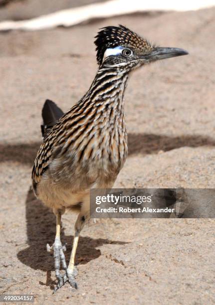 Greater Roadrunner looks at visitors through a glass partition at the Arizona-Sonora Desert Museum in Saguaro National Park near Tucson, Arizona.