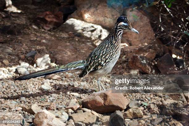 Greater Roadrunner looks at visitors through a glass partition at the Arizona-Sonora Desert Museum in Saguaro National Park near Tucson, Arizona.