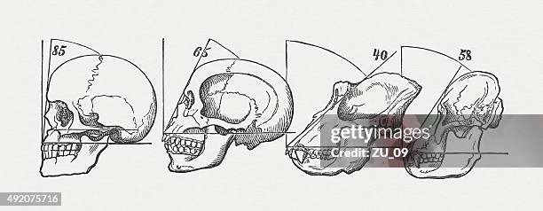 human and ape skulls, published in 1884 - vertebrate evolution stock illustrations