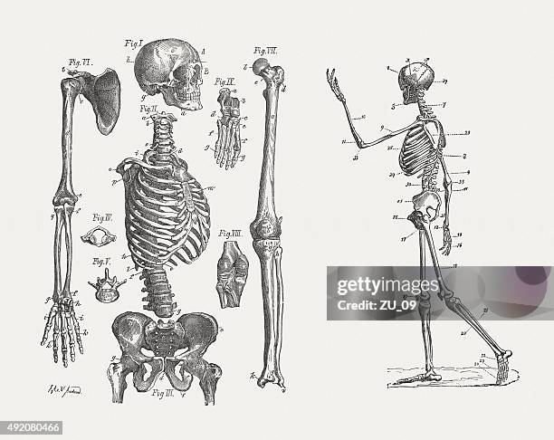 human skeleton, published in 1884 - early homo sapiens 幅插畫檔、美工圖案、卡通及圖標