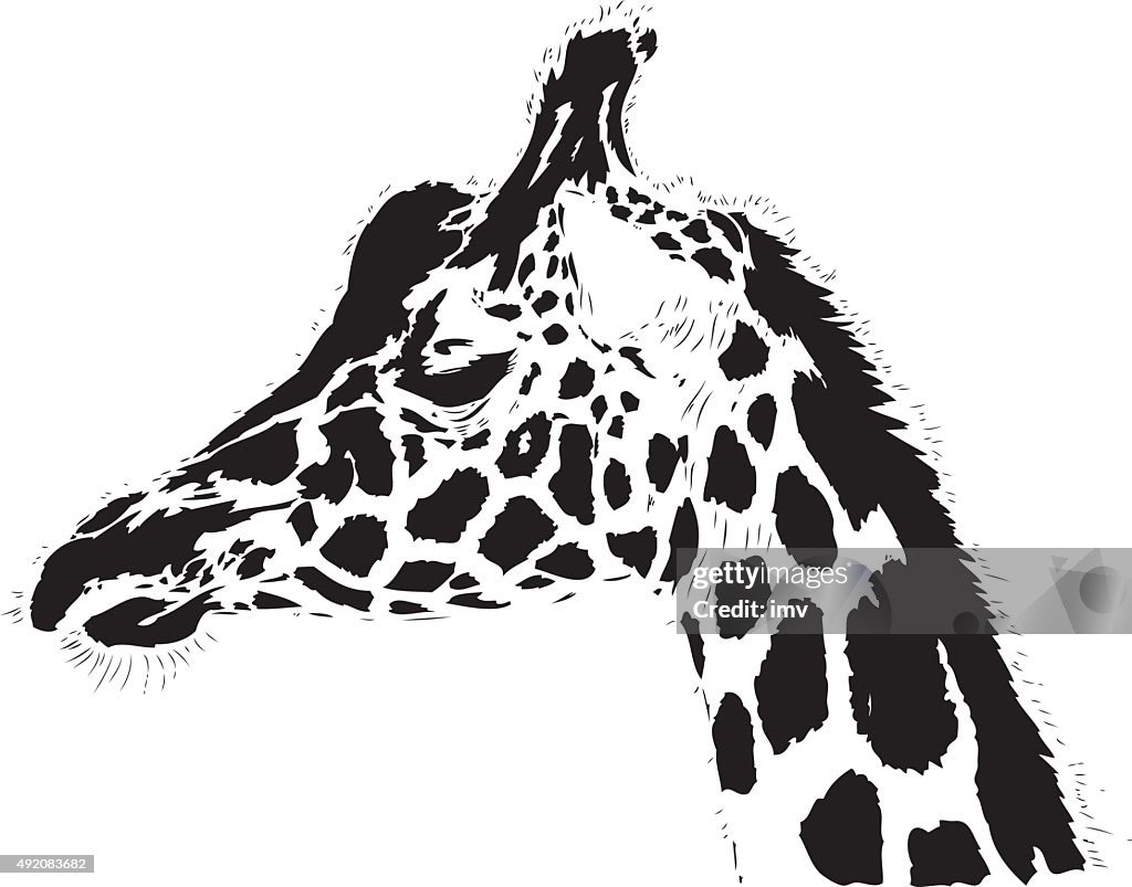 Girafa ilustração em linhas pretas