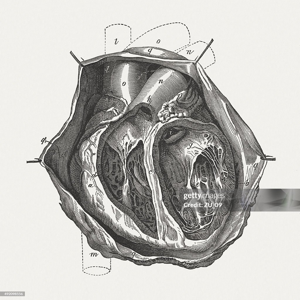 Human heart, published in 1884
