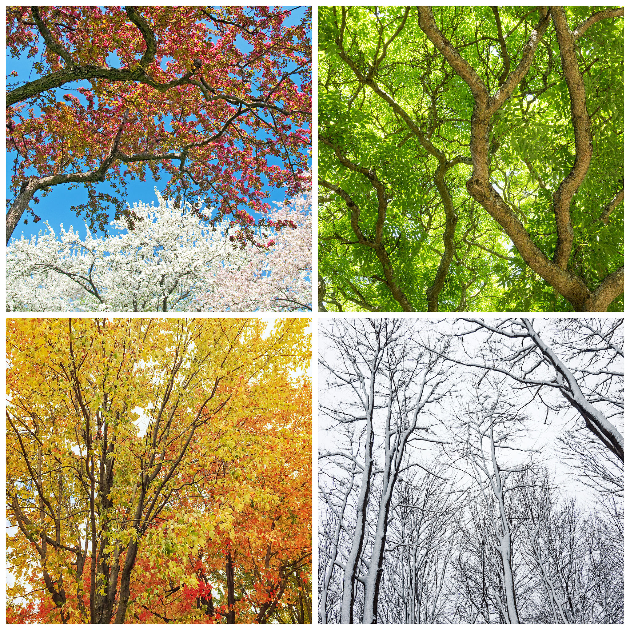 Trees in spring, summer, autumn and winter Trees in spring, summer, autumn and winter