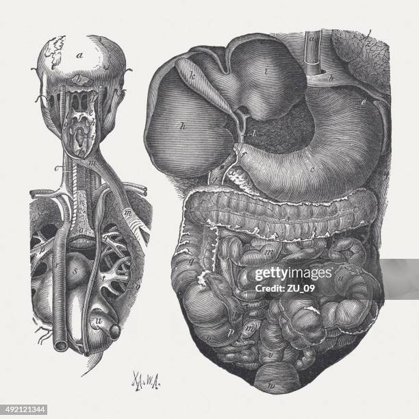 digestive organe eines mannes, veröffentlichte 1878 zogen - zwerchfell stock-grafiken, -clipart, -cartoons und -symbole