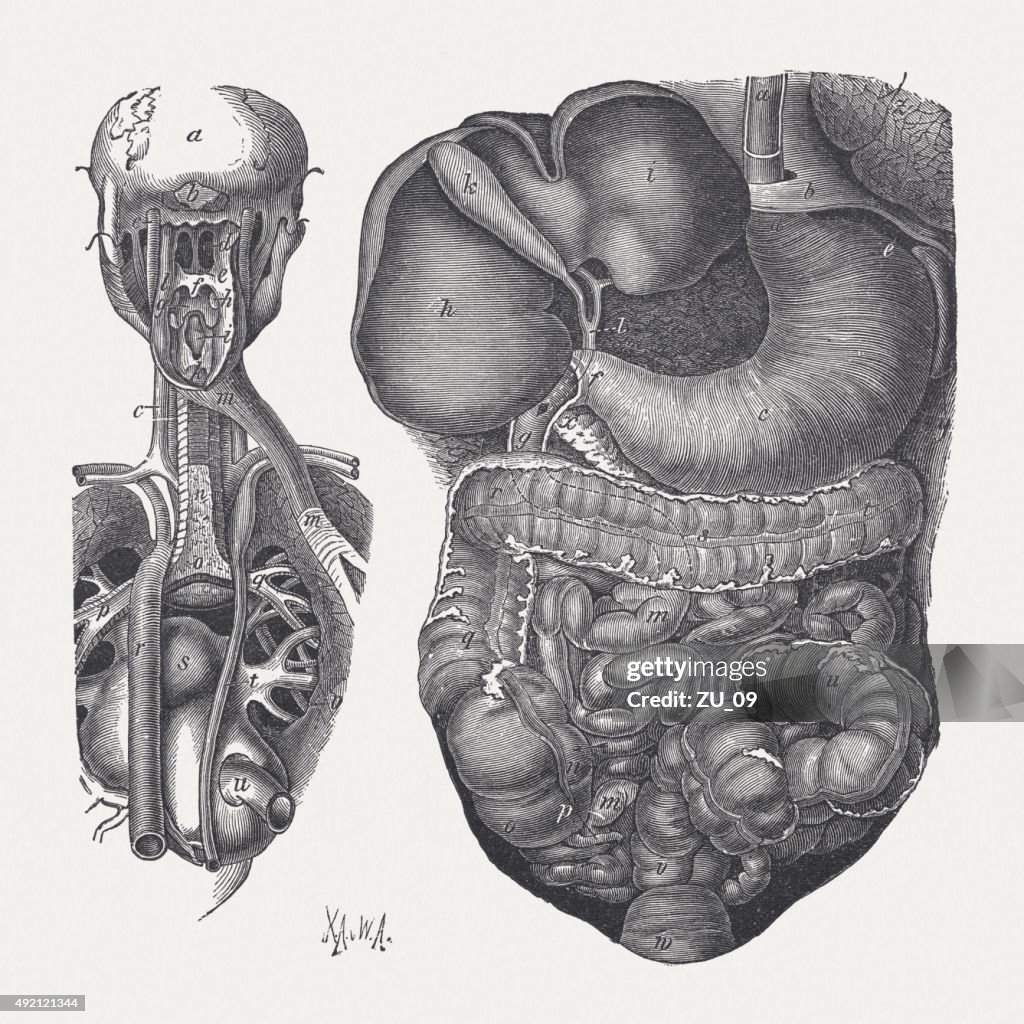 Digestive organs of man, published in 1878