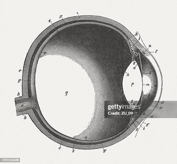 human eye, published in 1884 - anterior chamber stock illustrations