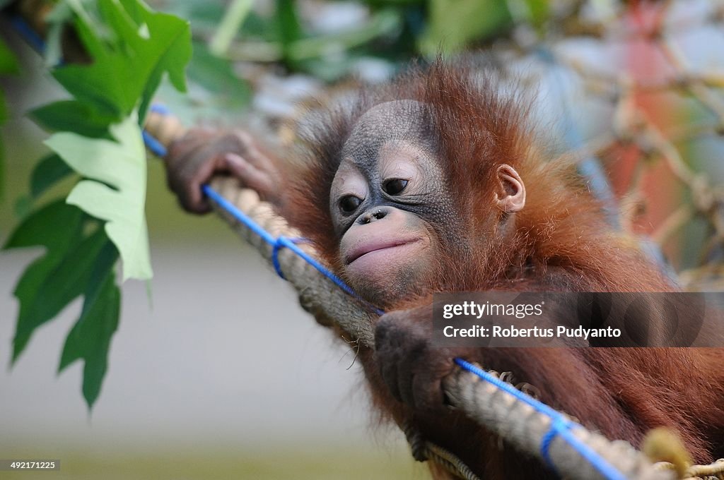 Orphaned Orangutans Are Released Back Into The Wild