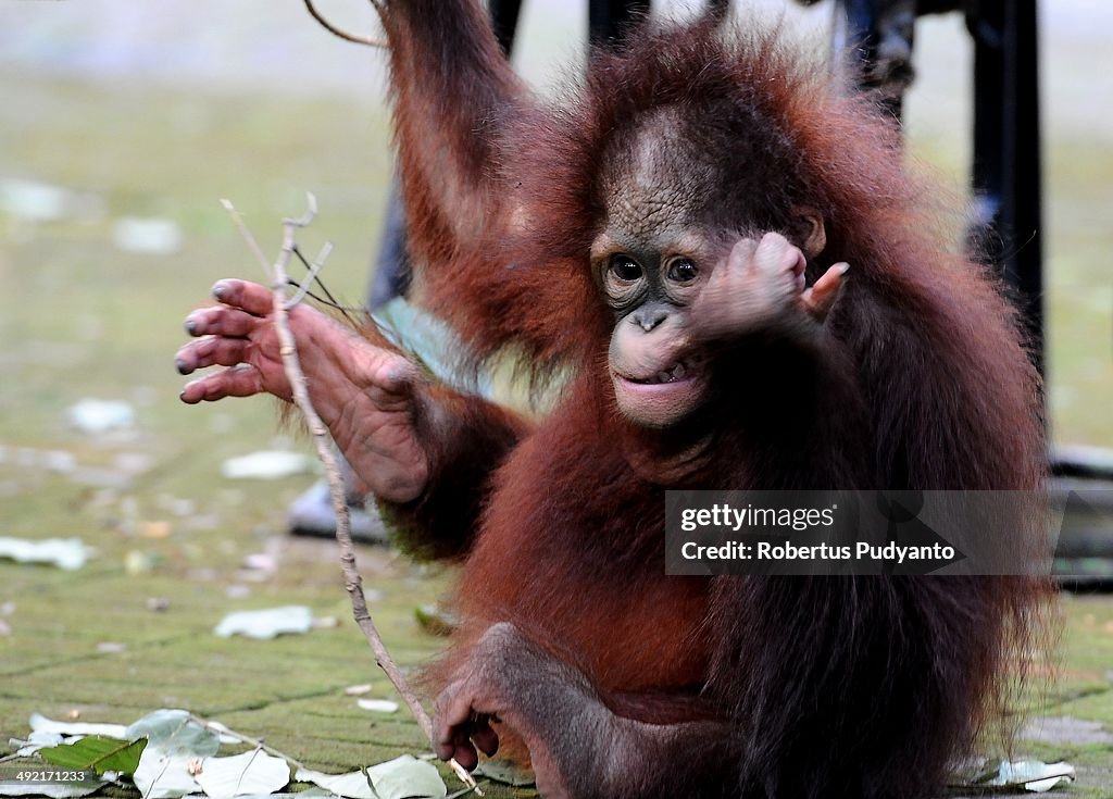 Orphaned Orangutans Are Released Back Into The Wild