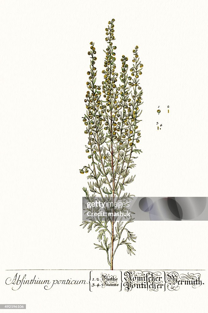 Absinthe Def Absinthe Wormwood Ingredient Of Absinthe Spirit High-Res Vector Graphic ...