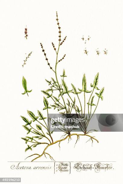 field sorrel, 18 century botanical - sheep sorrel stock illustrations