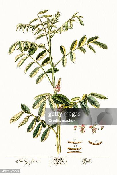 indigofera source of indigo dye, 18 century botanical - indigo plant 幅插畫檔、美工圖案、卡通及圖標