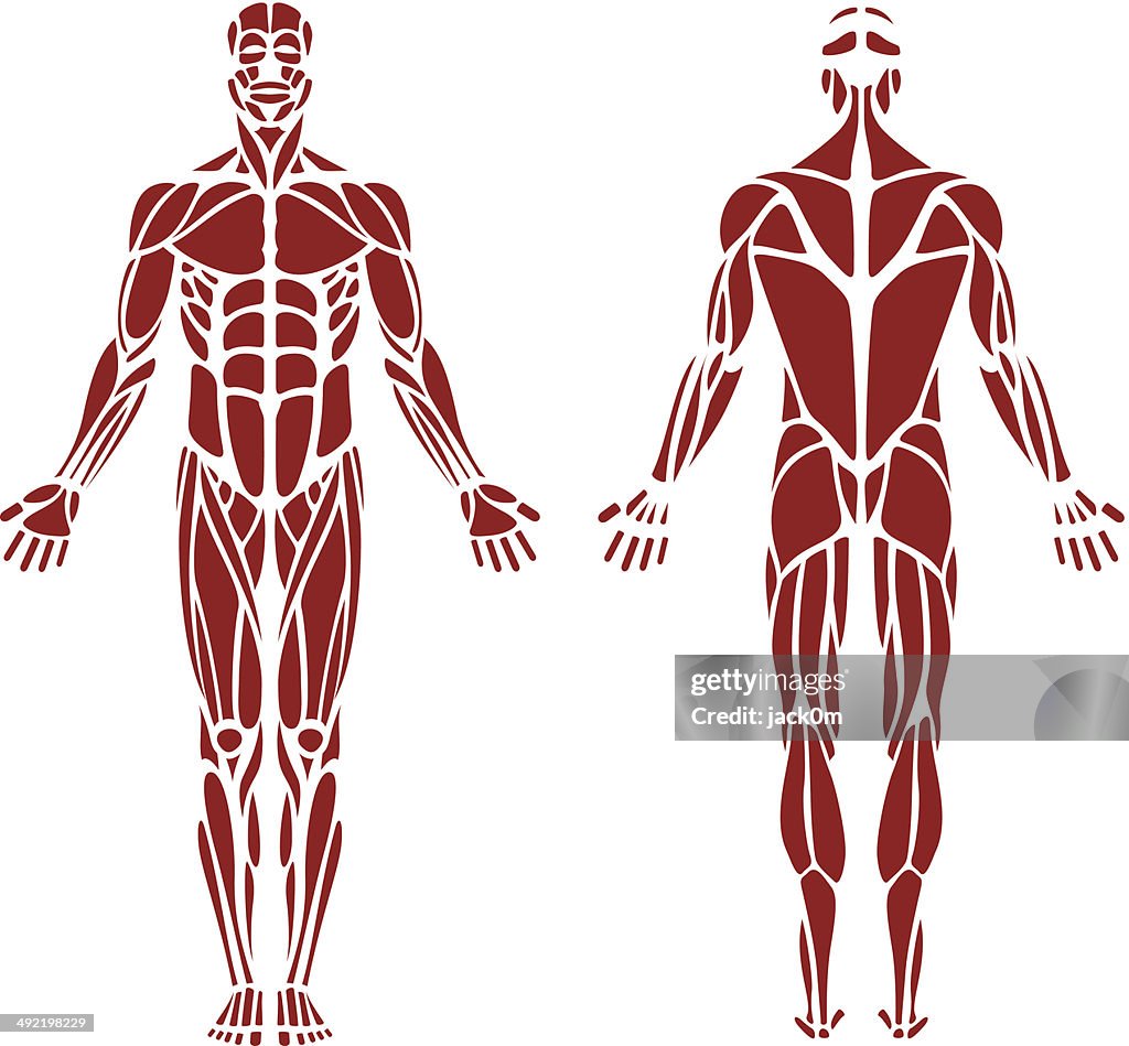 Human Muscle High-Res Vector Graphic - Getty Images
