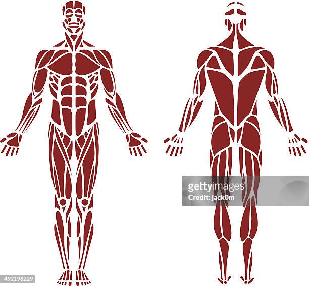 human muscle - limb body part stock illustrations