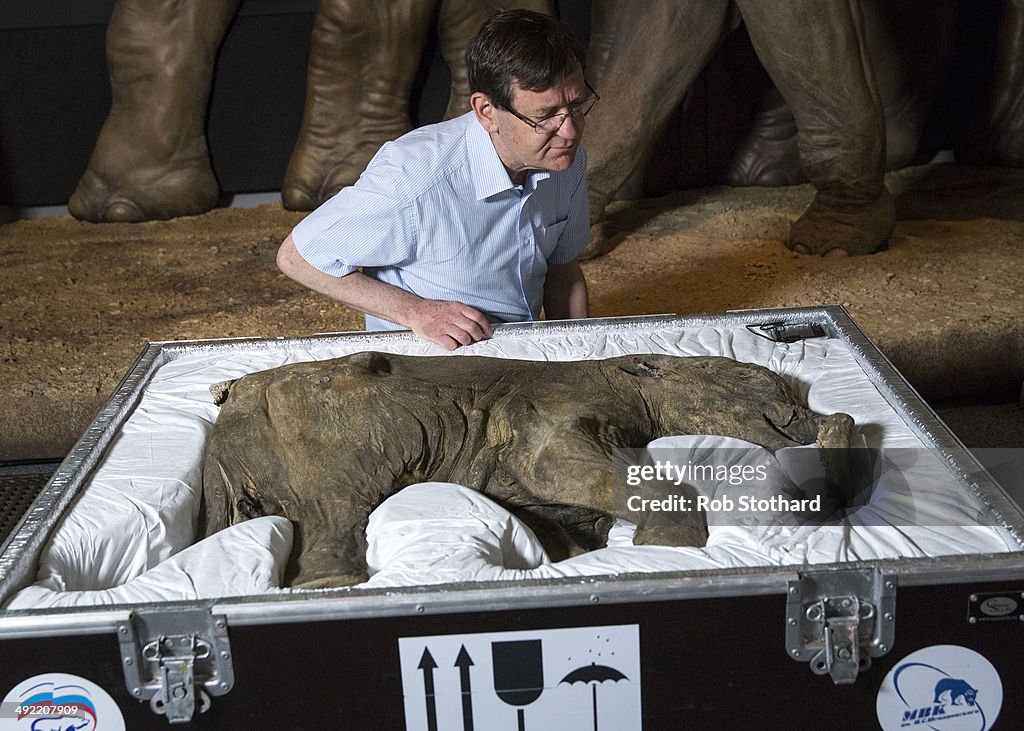 World's Most Complete Mammoth On Display At The Natural History Museum